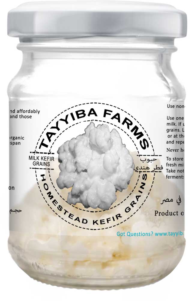 Grani di Kefir di Latte Organico Vivo